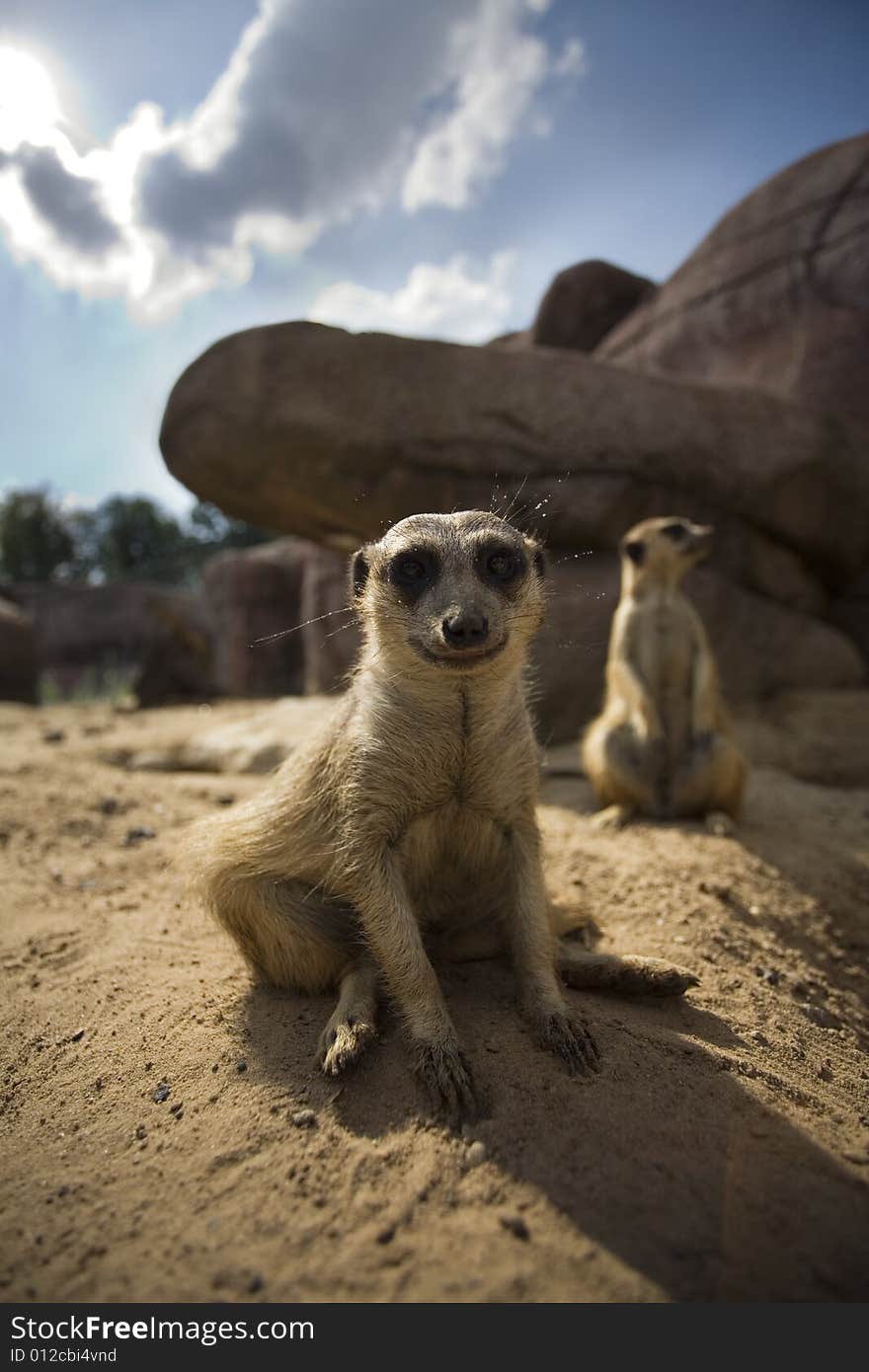 A meerkat looks in the camera, while the sun lights him from behind.