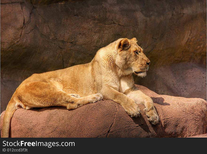 High dynamic range image of a lioness basking on a rock. High dynamic range image of a lioness basking on a rock.