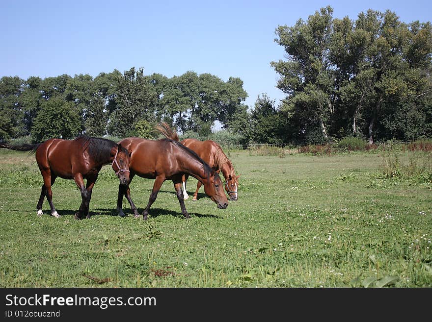 A Few Of Horses