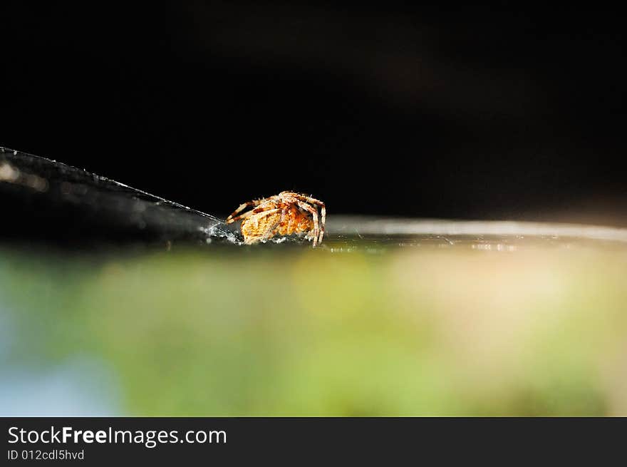 Spider moving over his web