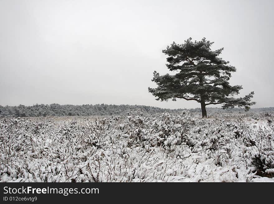 A lonely tree stands in the snowy heath on the Brunssummerheide in the Netherlands.