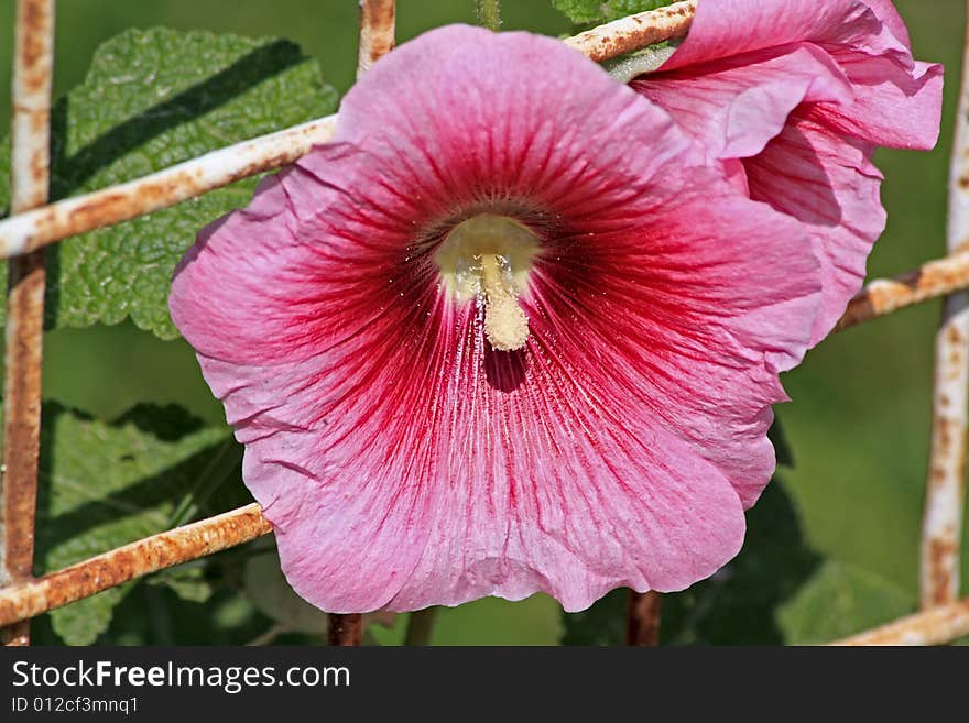 Will to bloom. Malva is blooming, grating becomes rusty. Will to bloom. Malva is blooming, grating becomes rusty.