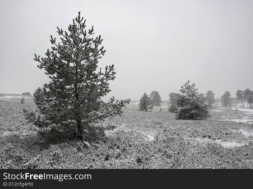 Snowy Heath