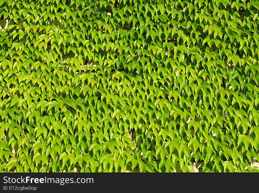 Ivy creeper, green leaves background. Ivy creeper, green leaves background