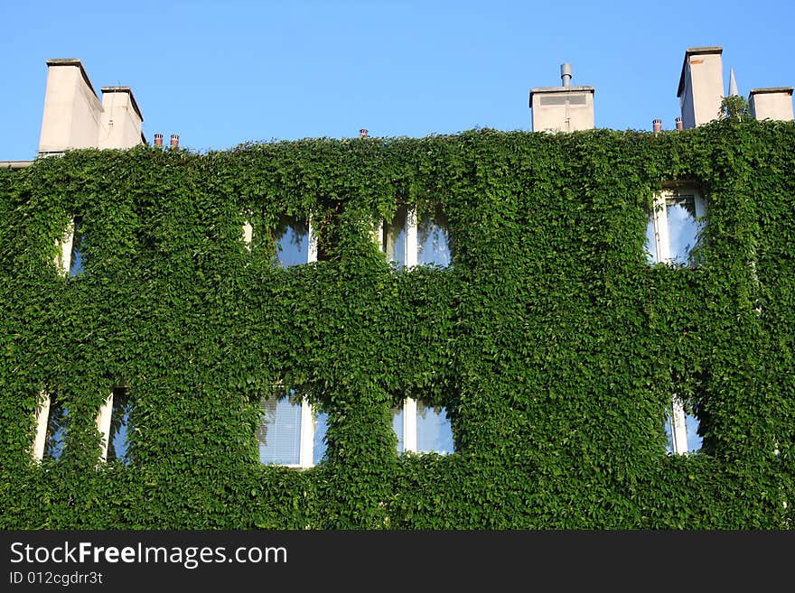 Modern house fully covered by ivy creeper. Only roof and chimney left untouched.