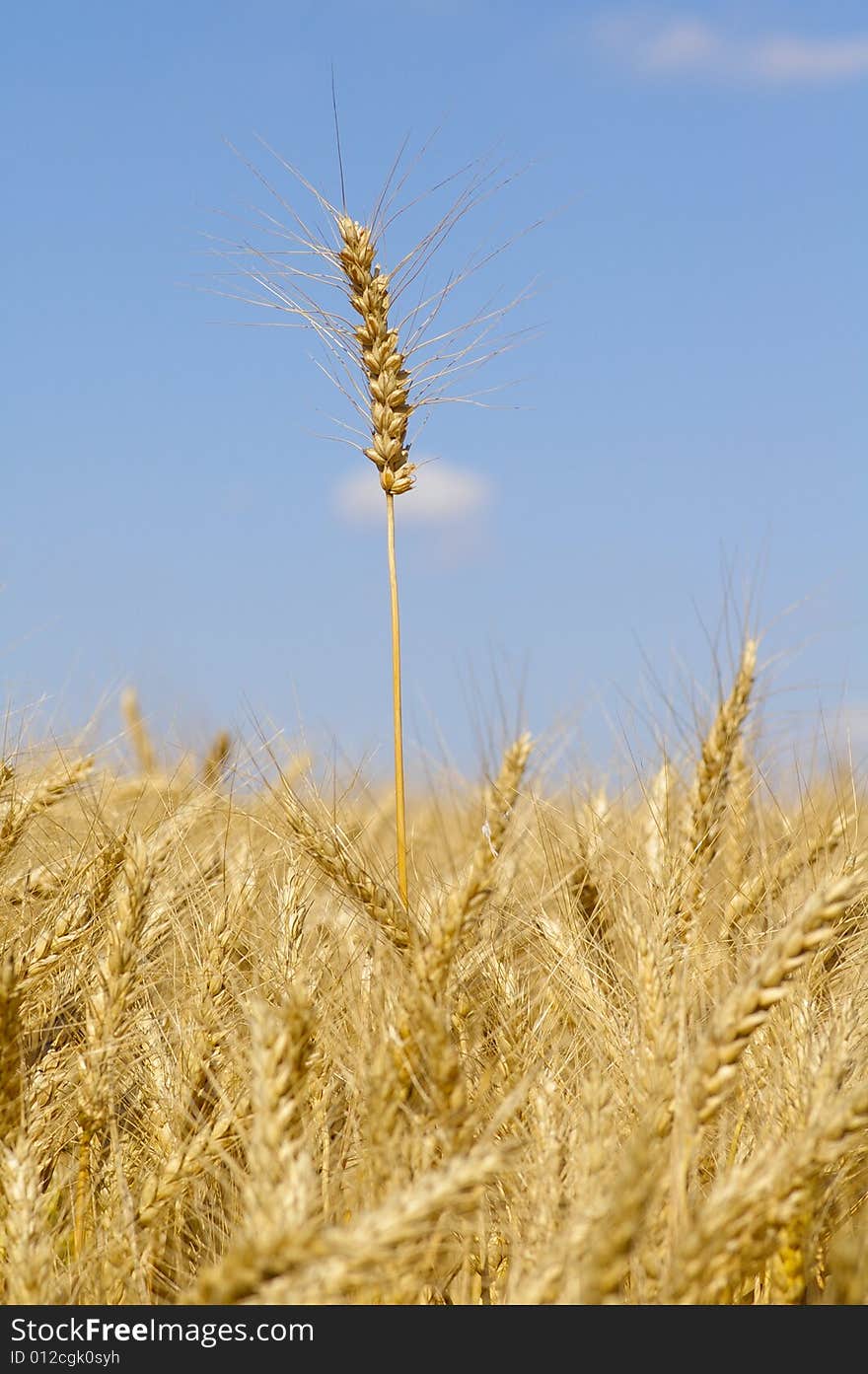 Spikelet of wheat against the background of the blue sky. Spikelet of wheat against the background of the blue sky