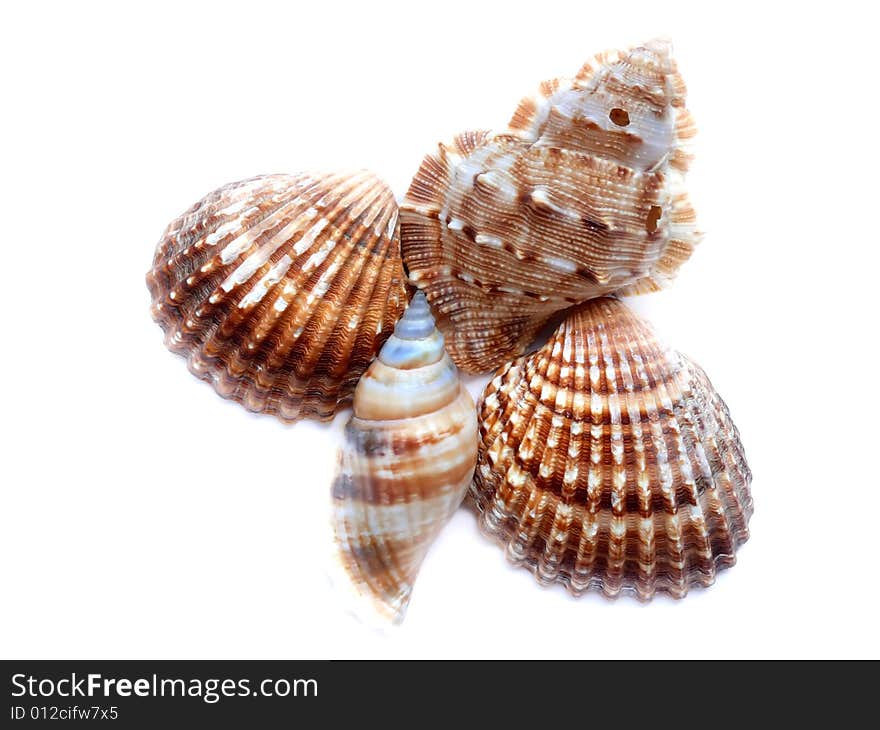 Mix of shell isolated on white. Mix of shell isolated on white