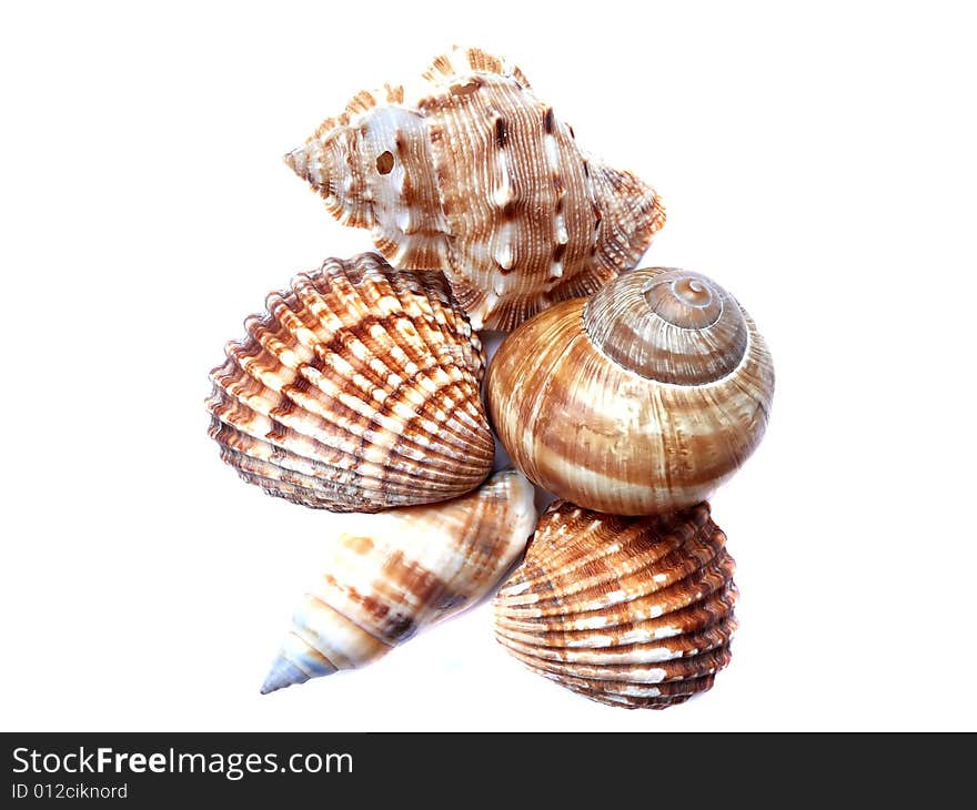 Mix of shell isolated on white. Mix of shell isolated on white