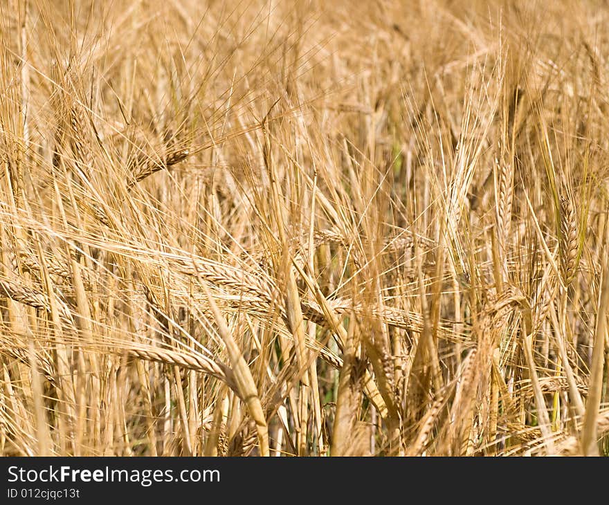 Golden Yellow Wheat Ready For Harvest