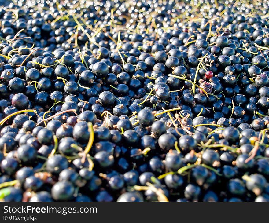 Pile of freshly picked blackberries in the field. Pile of freshly picked blackberries in the field