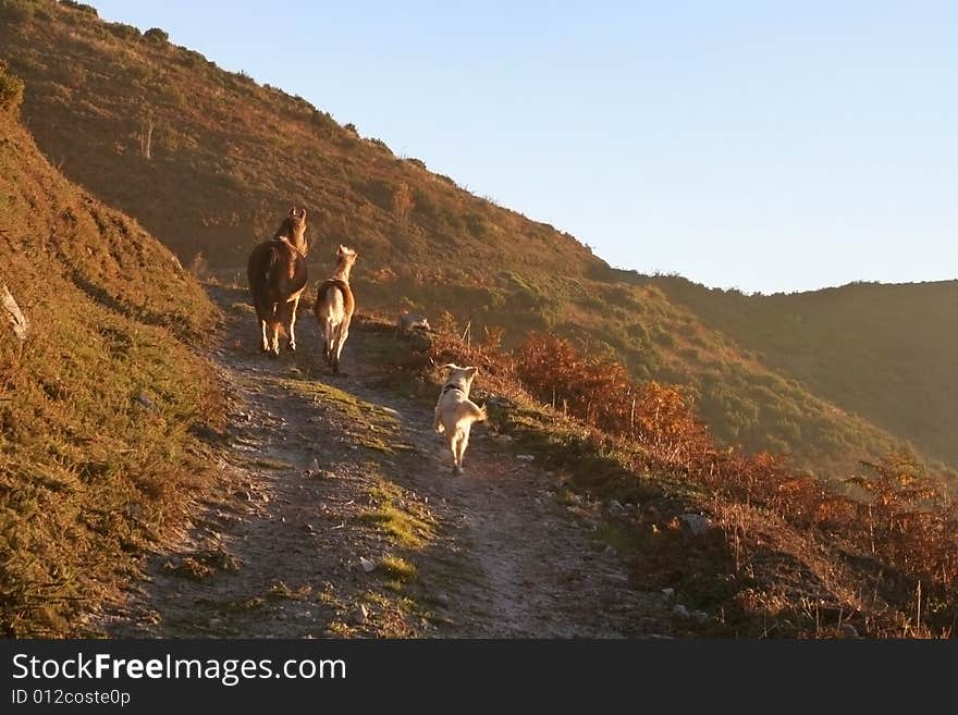 Horses And Dog