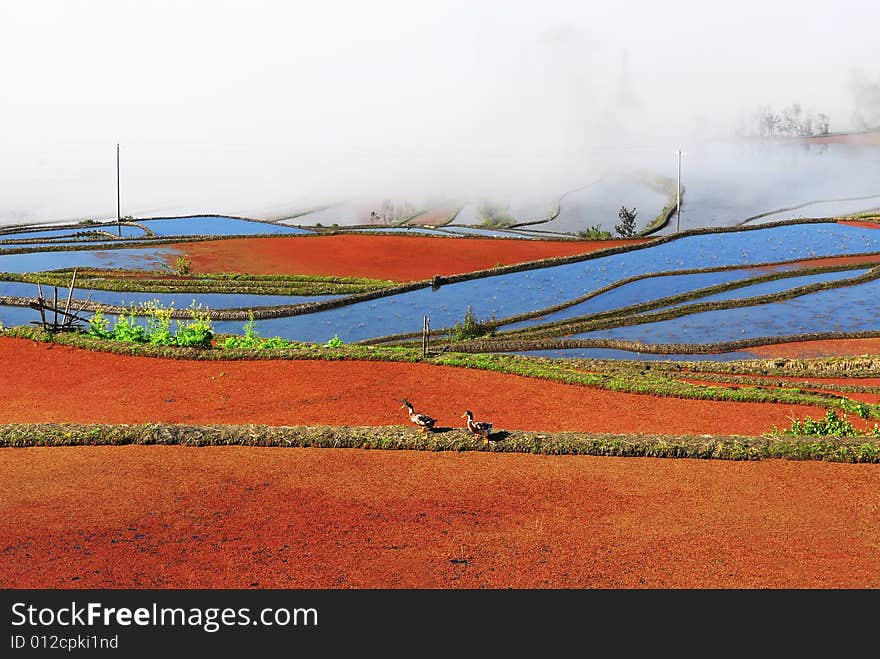 The picture of the terrace is taken from Yunnan, China. It's very beautiful there. The picture of the terrace is taken from Yunnan, China. It's very beautiful there.