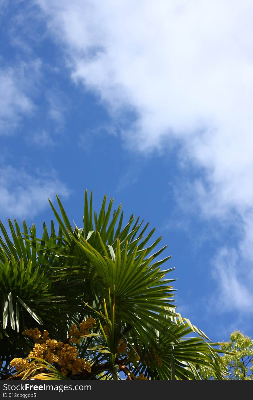 Palm leaves and bright blue sky with clouds. Palm leaves and bright blue sky with clouds