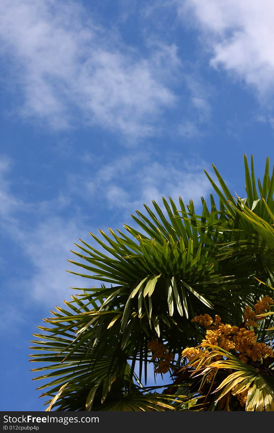 Palm leaves and bright blue sky with clouds. Palm leaves and bright blue sky with clouds