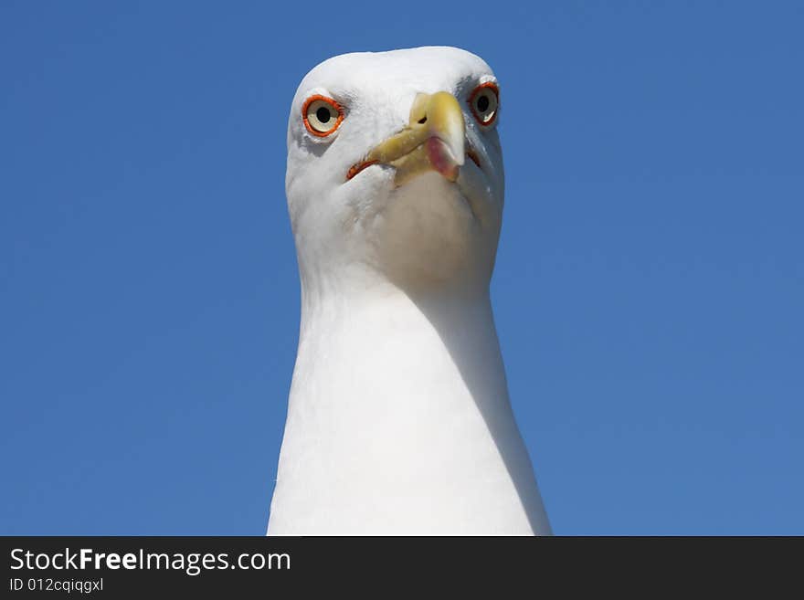 Beautiful wild sea-gull close-up photo