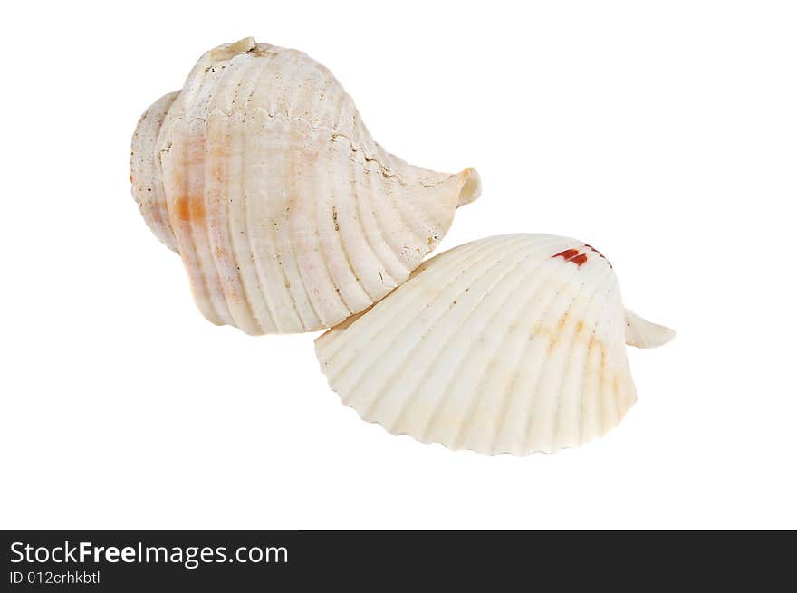 Two sea shells isolated on a white background