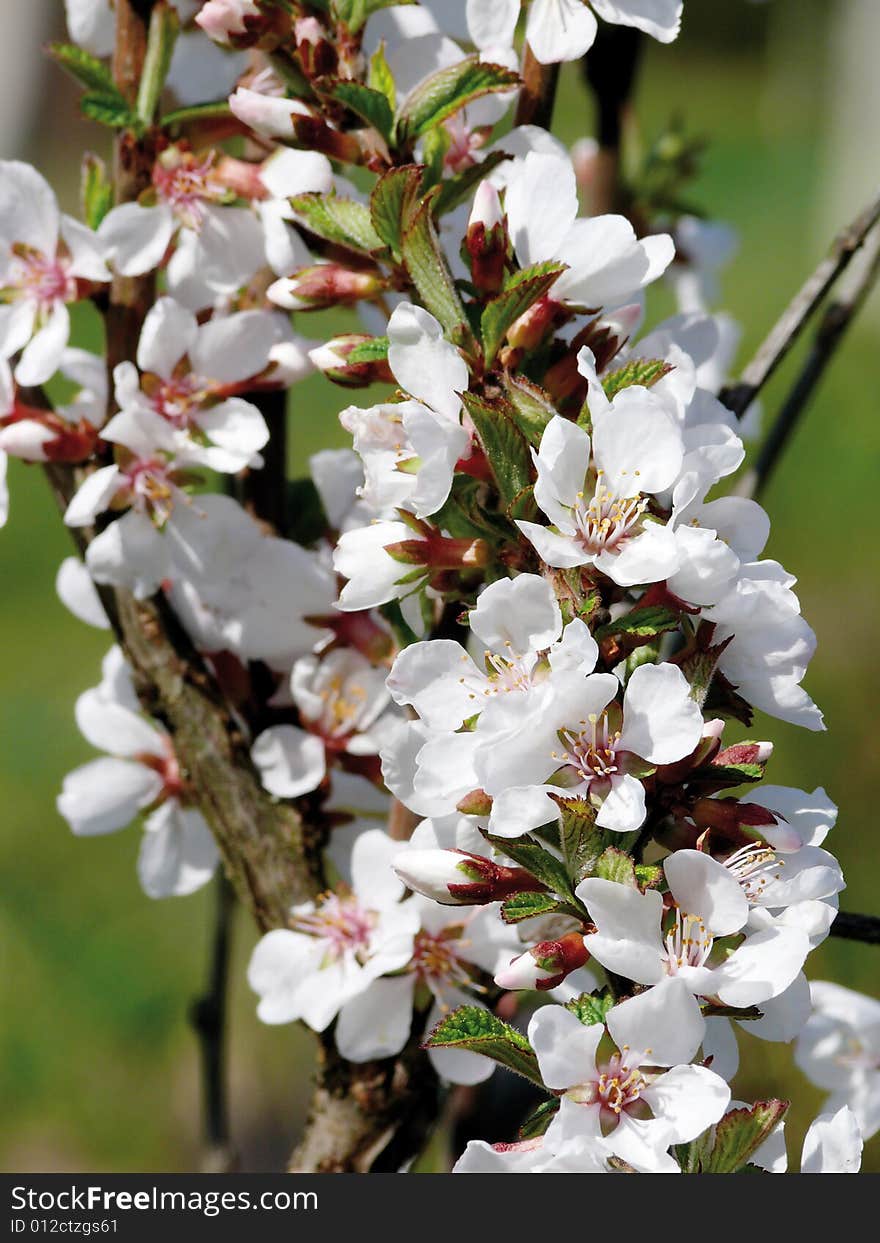 Blossoming Wild Plum. Spring.