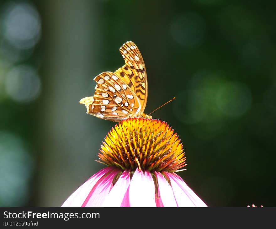 Beautiful butterfly resting on a flower. Beautiful butterfly resting on a flower