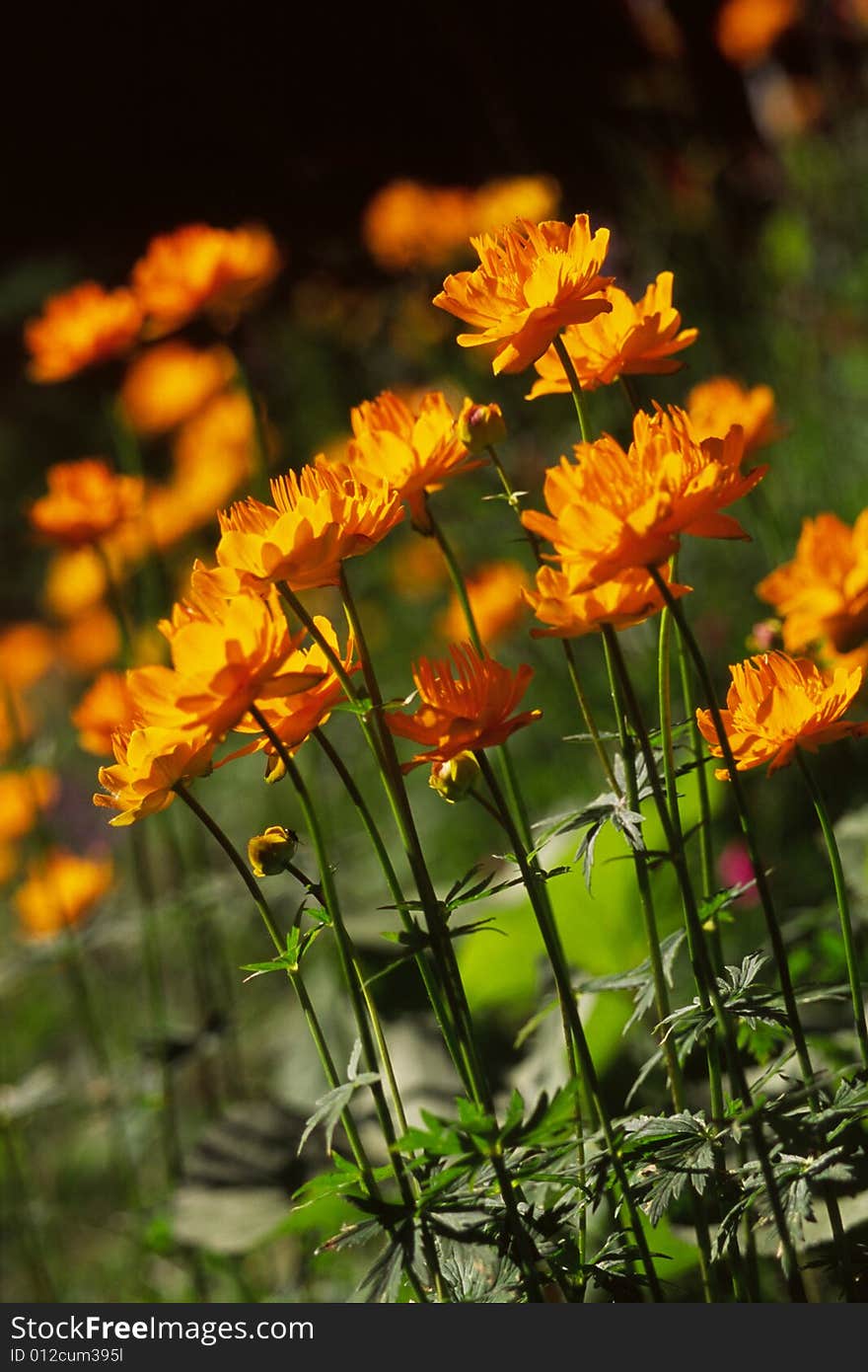 Wild globe flowers in bright sunlight. Wild globe flowers in bright sunlight