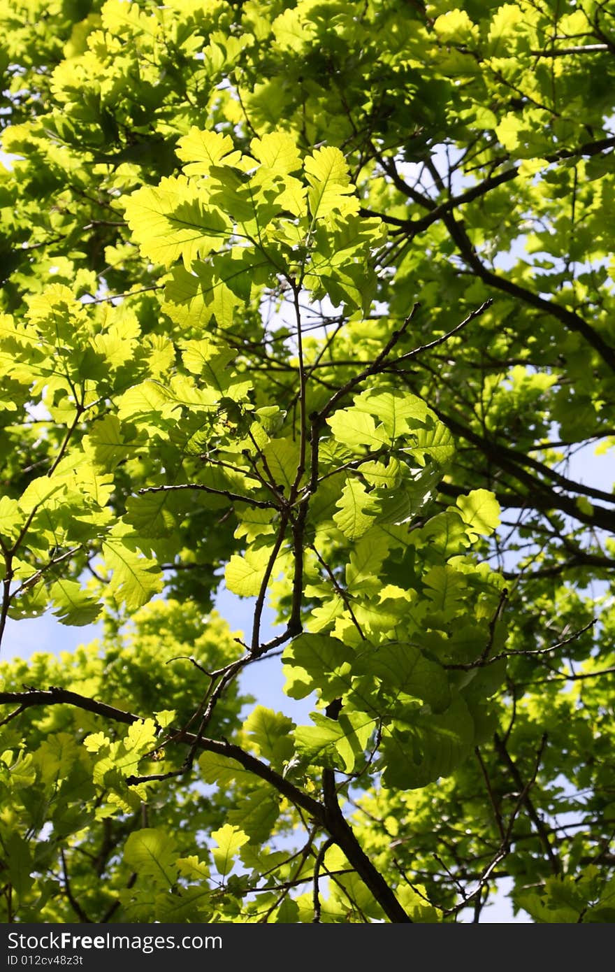 Oak twigs with green leafs