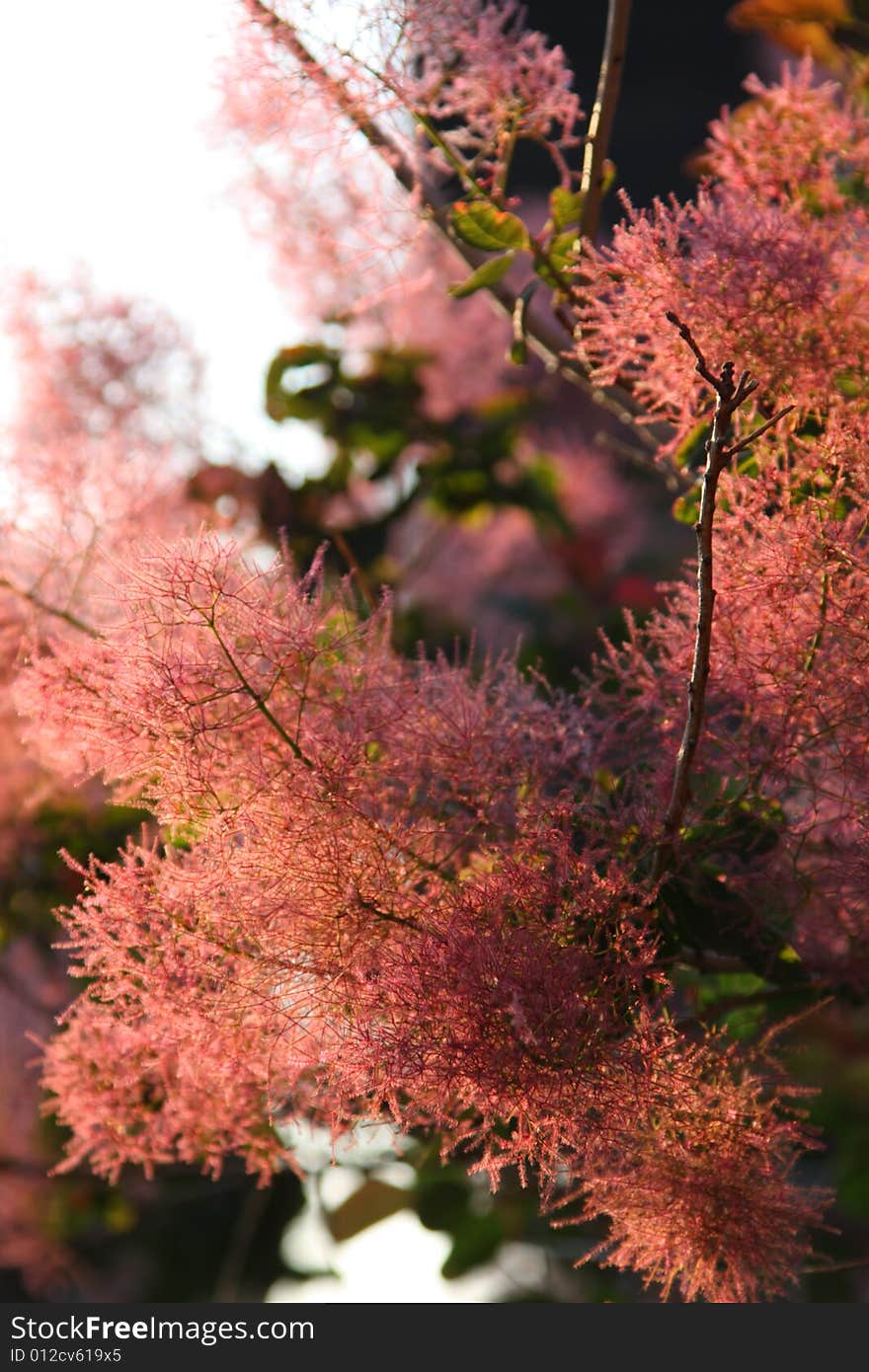 Abstract colorful pink twigs lit by evening sun. Abstract colorful pink twigs lit by evening sun