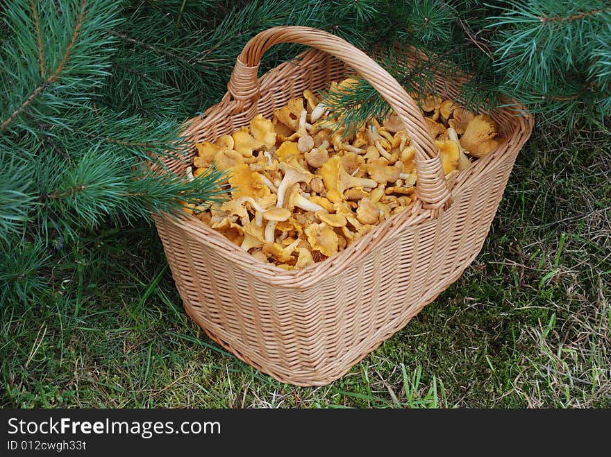 Full basket of mushrooms under a branch of a pine. Full basket of mushrooms under a branch of a pine