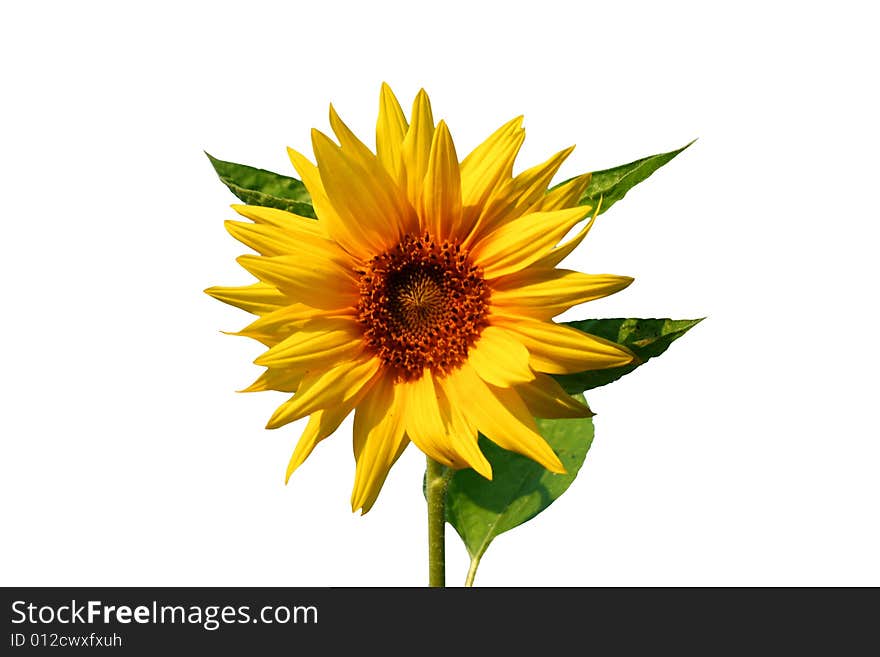 Sunflower. Isolated on white