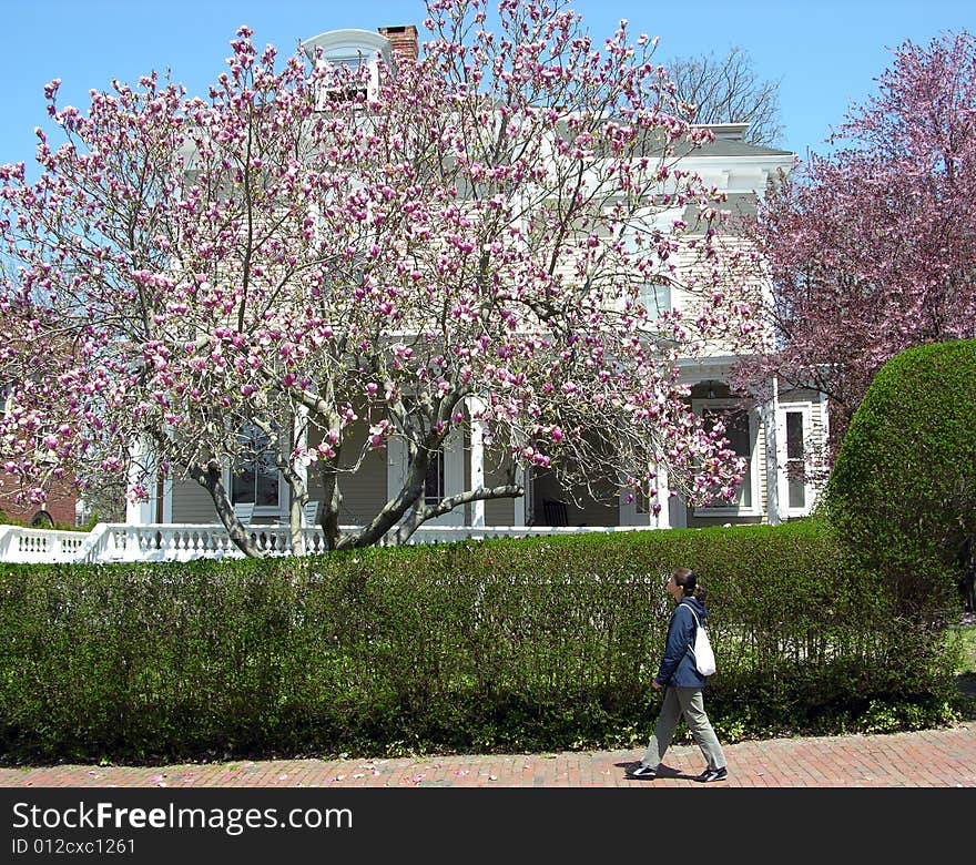 The girl walking through the tree blossom on a sunny spring day in Newport, Rhode Island. The girl walking through the tree blossom on a sunny spring day in Newport, Rhode Island.