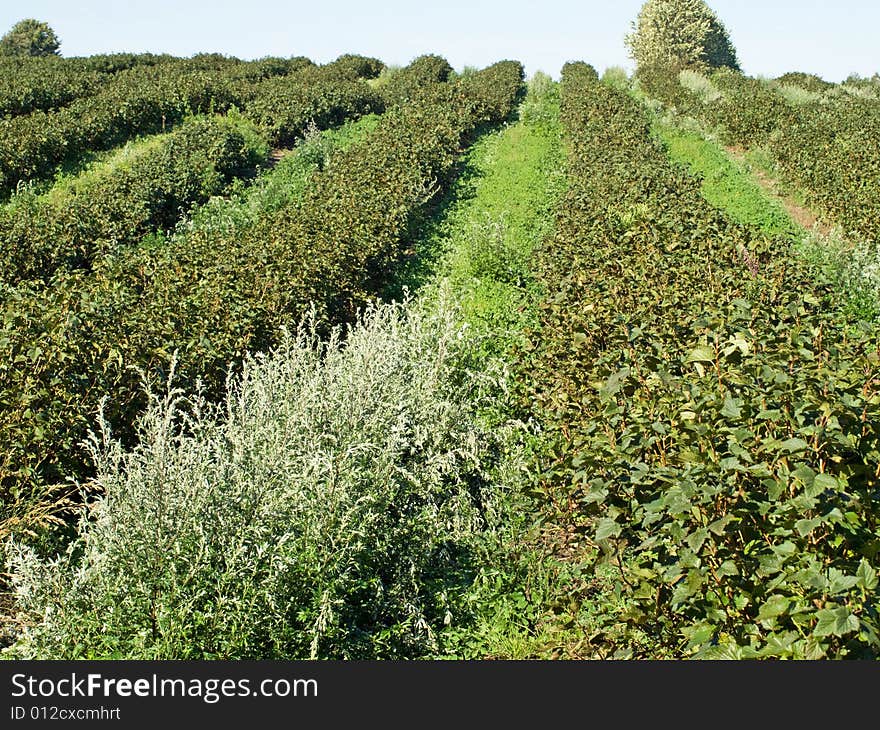 Field Of Blackberries Background