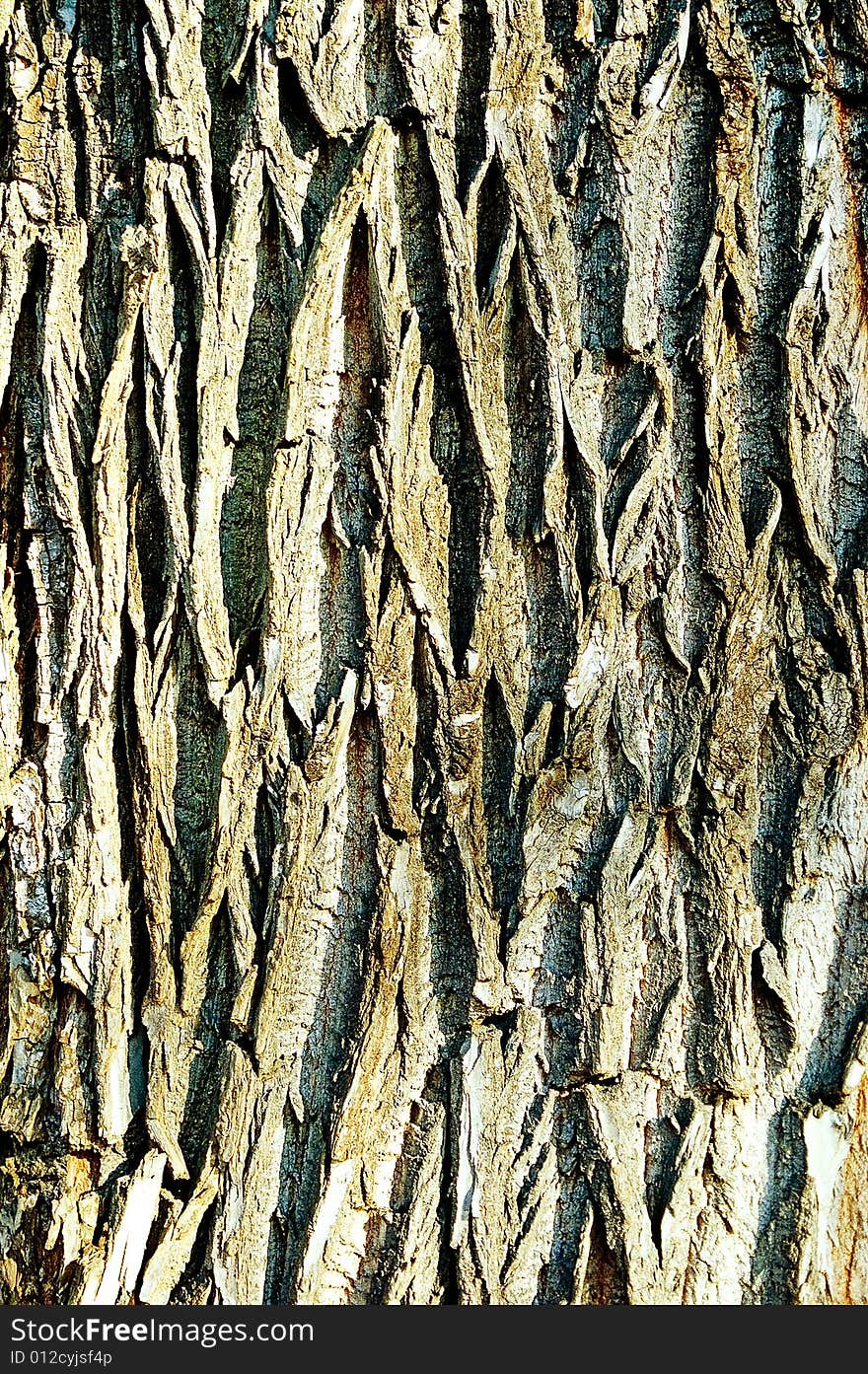 One slice bark in the forest in west Poland