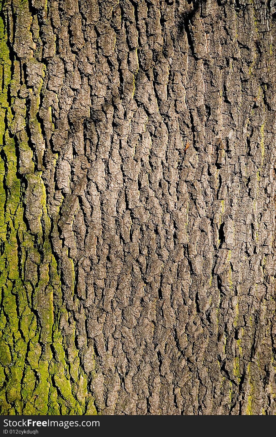 One slice bark in the forest in west Poland