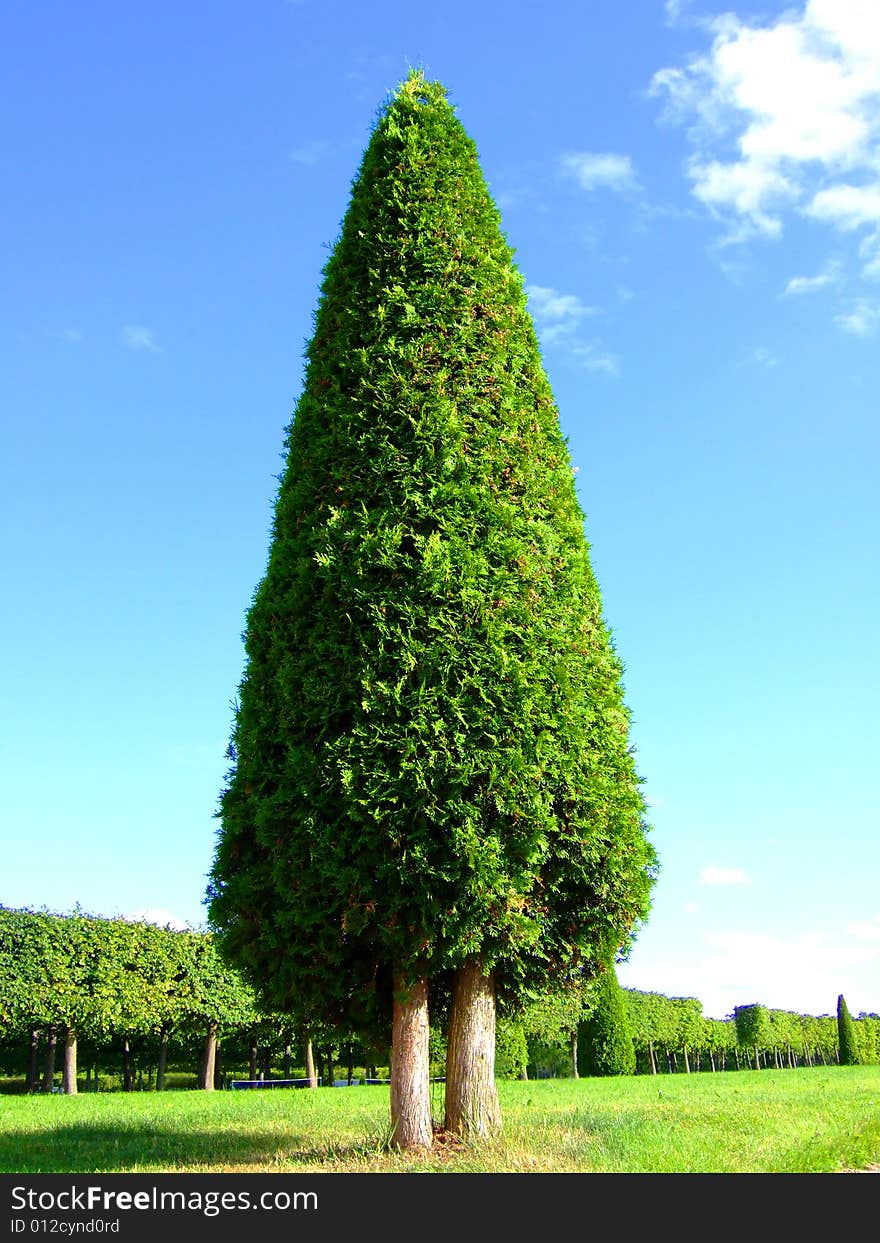 Photo of a lonely pyramidal tree in park.