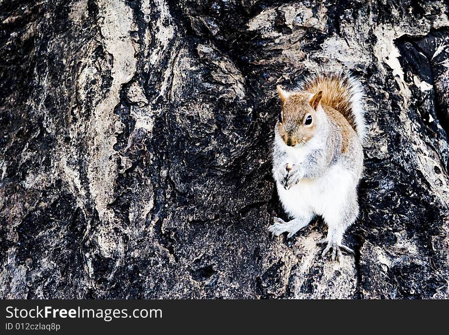 Cute Gray Squirrel Sitting On a tree