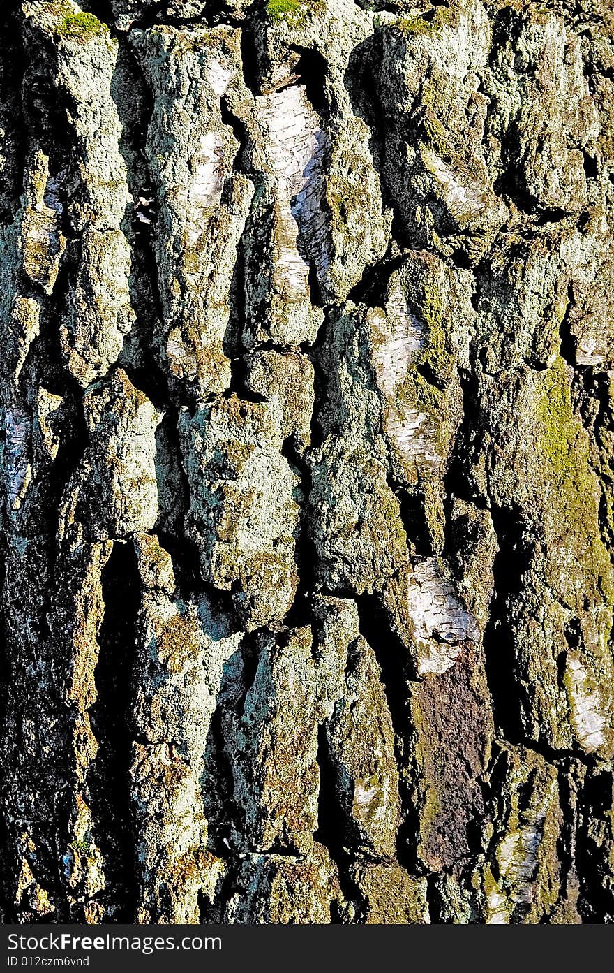 Small piece of bark from west Poland