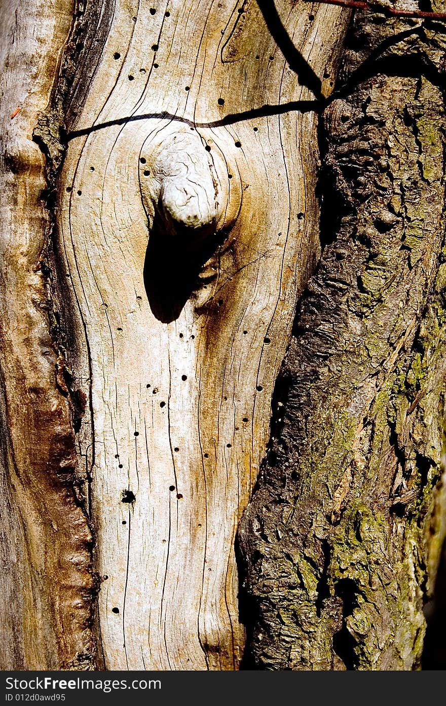 Small piece of bark from west Poland