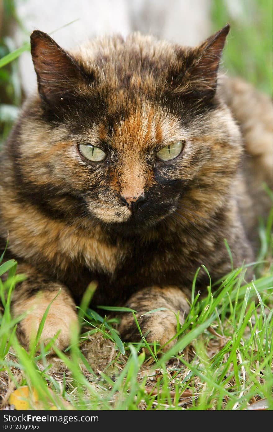 Calico Cat