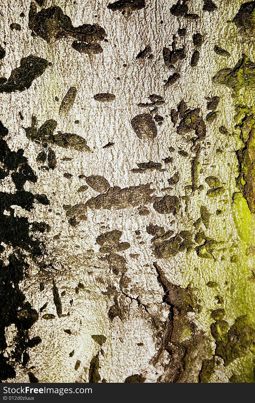 Bark