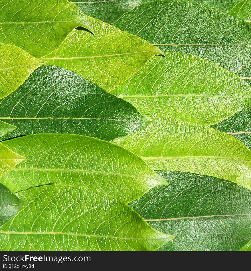 Green leaves abstract background, macro