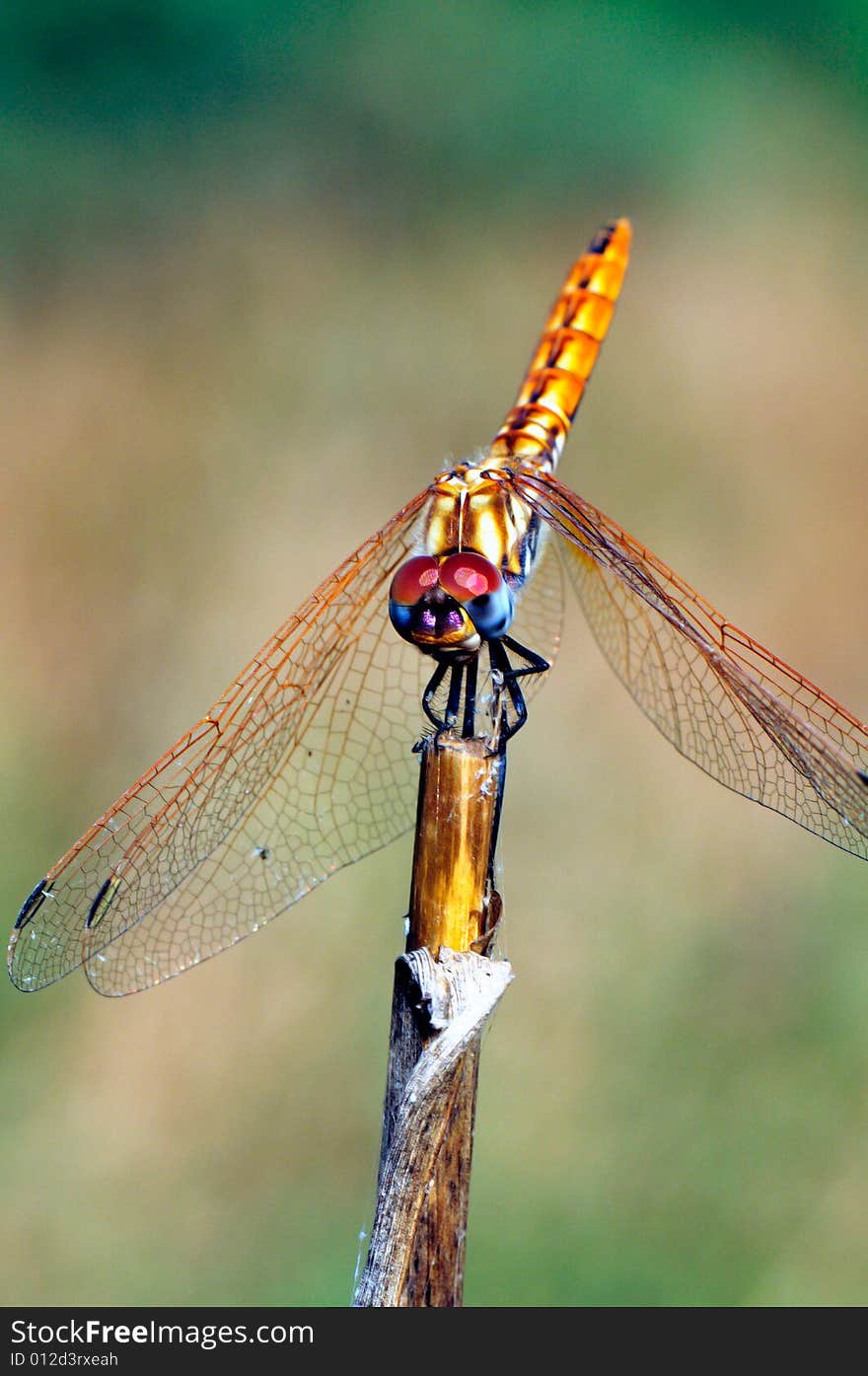 Dragonfly with miscellaneous (Anisoptera) wing greater  compound eyes on stalk