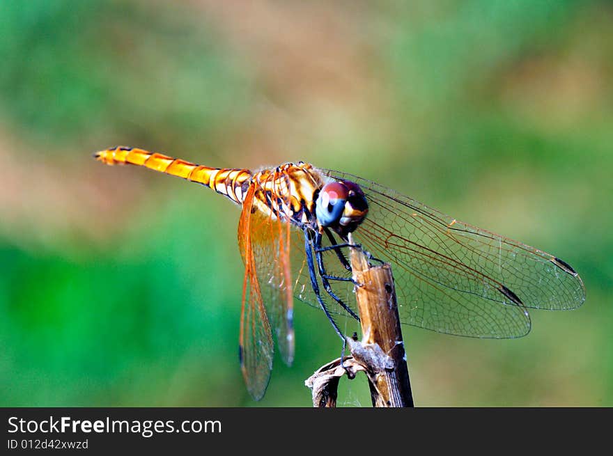 Dragonfly with miscellaneous (Anisoptera) wing greater