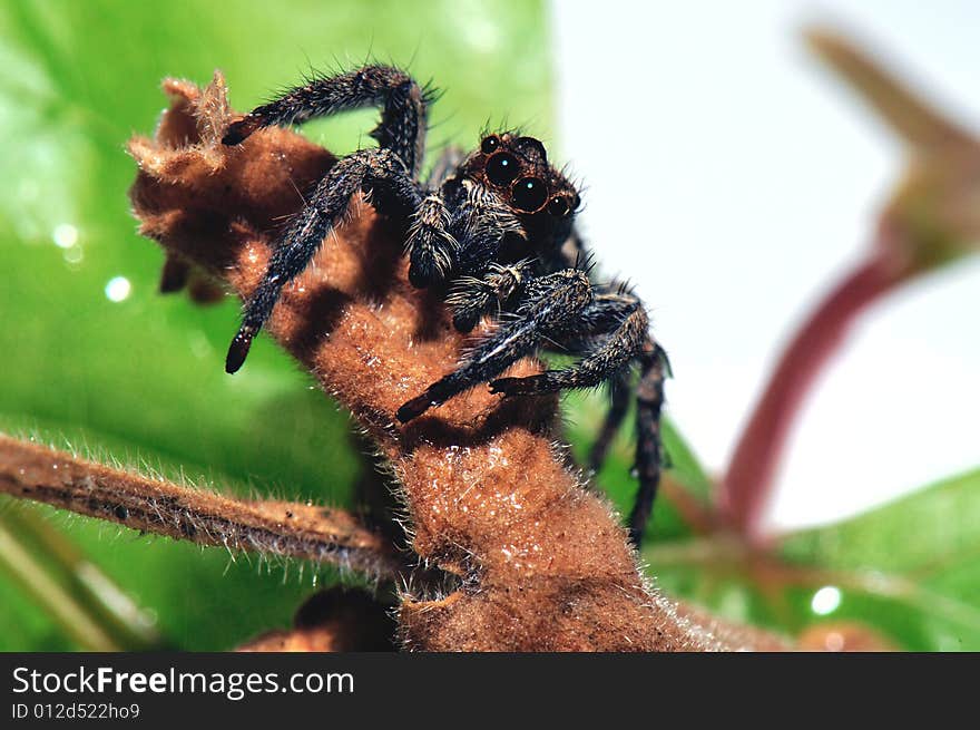 Spider shaggy with 4 eyes on  leaf green