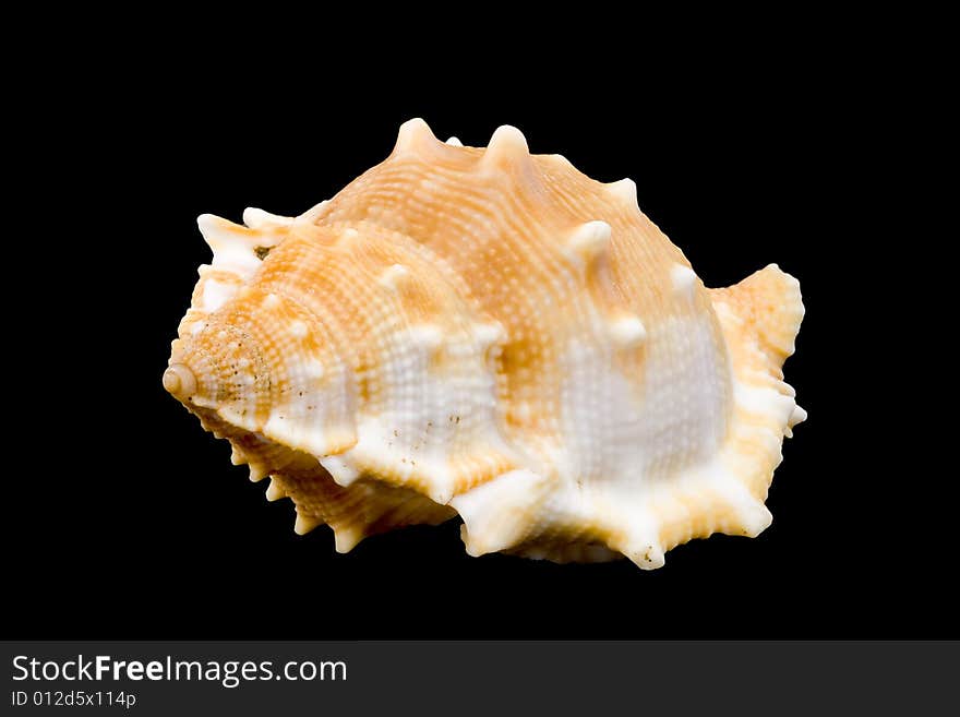 Detail of a conch on the black background