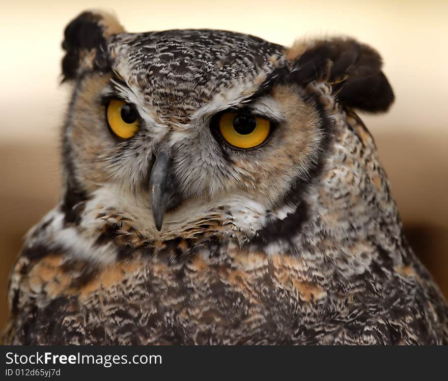 Photo of tethered Great Horned Owl