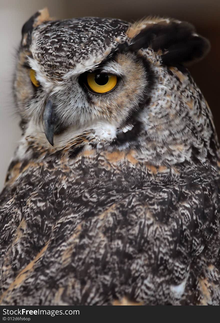 Photo of tethered Great Horned Owl