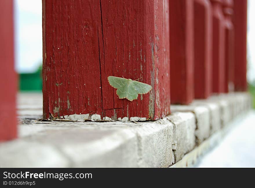 Moth on a wooden column