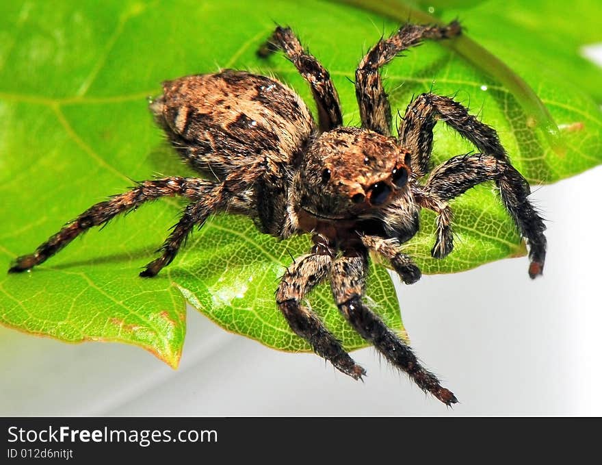 Spider shaggy with 4 eyes on  leaf green