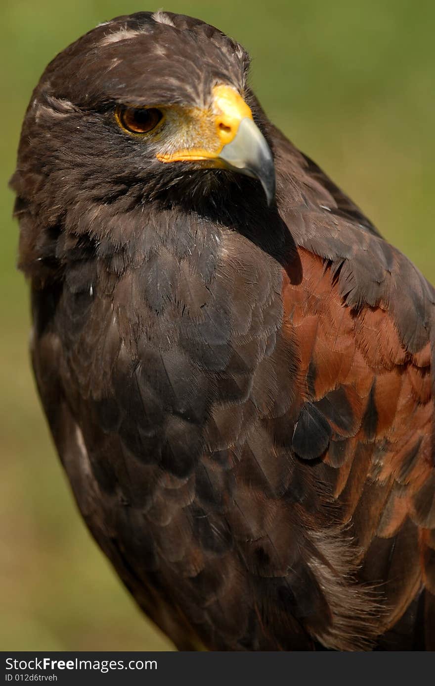 Harris Hawk