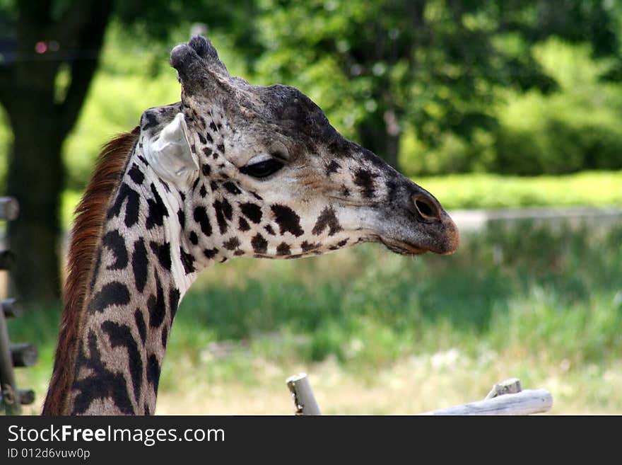 Close-up of the head of a giraffe eating