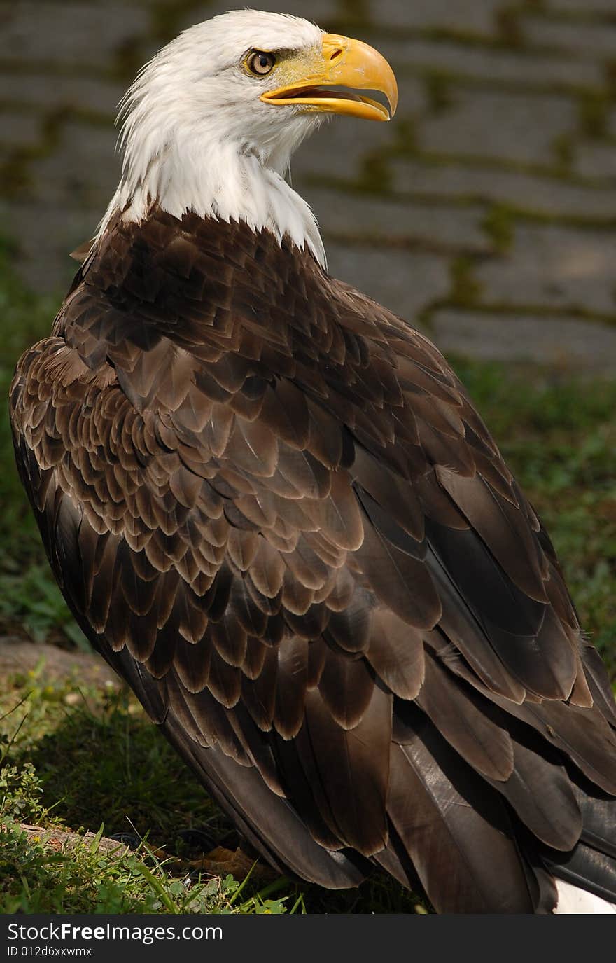 Bald Eagle