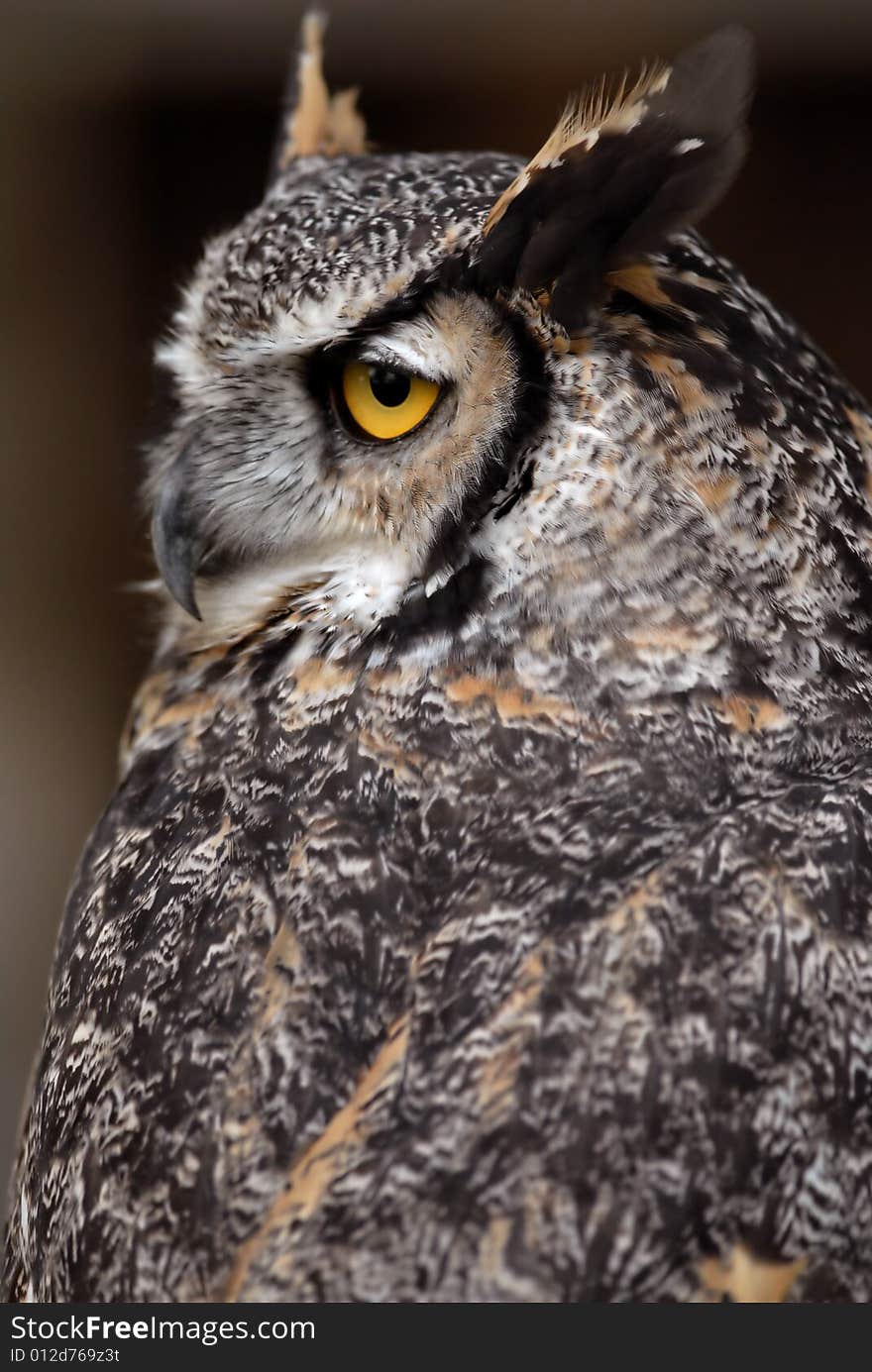 Photo of tethered Great Horned Owl